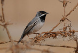 Ruppells warbler male