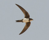 Alpine swift