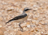 Common wheatear