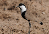 Spur-winged plower