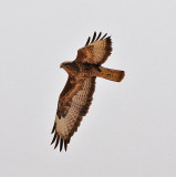 Steppe buzzard