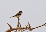 Woodchat Shrike