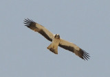Booted eagle
