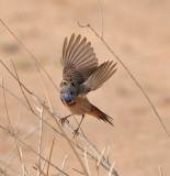 Bluethroat