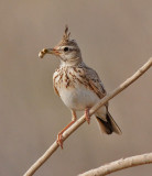 Crested lark