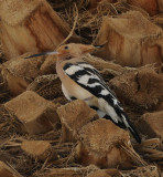 Hoopoe