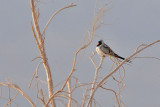 Namaqua dove