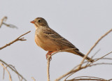 Ortolan bunting