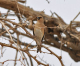 Desert finch