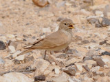 Desert lark