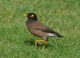Brown majna