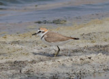 Kentish plover