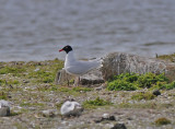  Gettern Halland