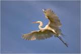 Great Egret in Flight...