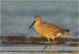 Willet in First Morning Light...
