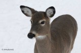 Really Close Deer