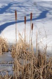 Cattails