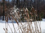 Speading the Seeds