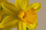 Mini Daffy