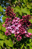 Almost Lilacs