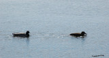 Mallard and Northern Shoveler