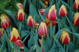 Red/Yellow Tulips