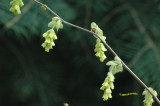 Winterhazels Beauty