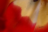 Red to Yellow