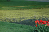 Not Quite The Yellow Brick Road