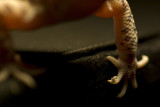 gecko18.jpg