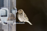 Pine Siskin