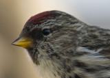 redpoll