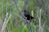 Female Blackbird