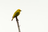 Yellow Warbler