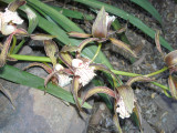 this orchid has grown from a cutting we took from my partners garden before she moved 15 years ago; it was from her late mothers