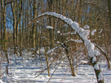 This way to the woods