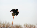 Red Wing Blackbird looking for a mate