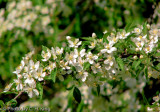Apple Blossoms