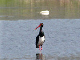 Zwarte Ooievaar/Black Stork.