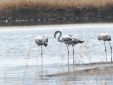 Flamingo/Greater Flamingo.