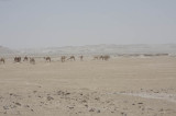 Camels!