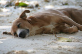 Dogs on the beach  - La Digue