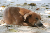 Dogs on the beach  - La Digue