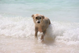 Dogs on the beach  - La Digue