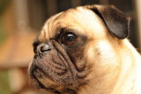 Otto the Pug