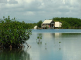 12-13-09 cabin in mangroves.jpg