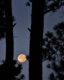 8/18/08 - Moon and Pines