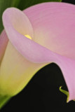 06/02/10 - Calla Lily Closeup