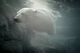 10/31/07 - Polar Bear