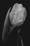 3/22/08 - Tulip